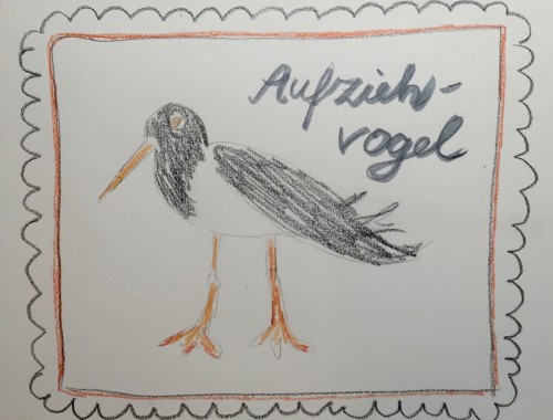 Aufziehvogel Austernfischer