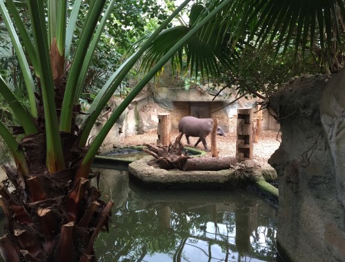 Tapir im Hintergrund