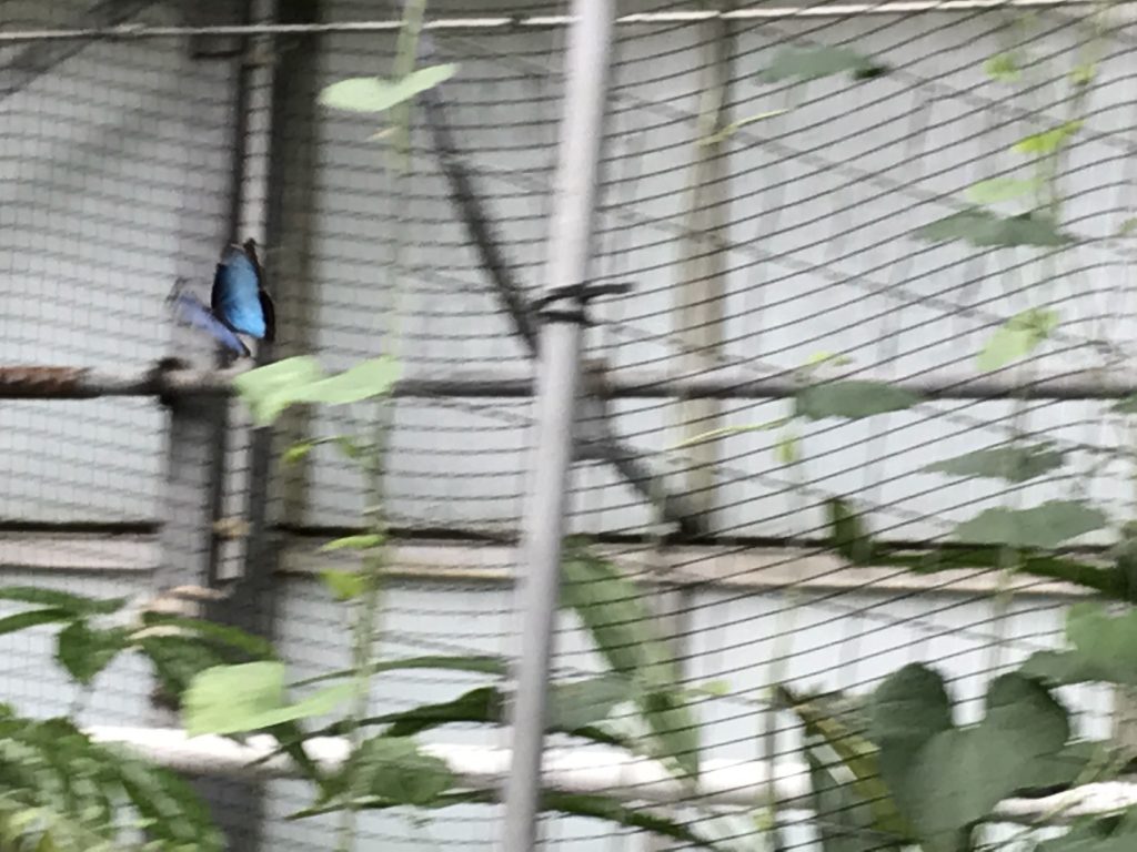 Bananenfalter im Flug Botanika